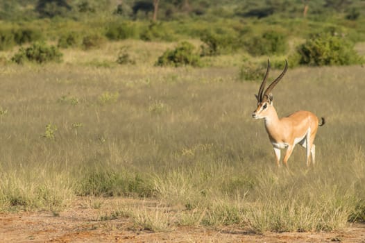 Young female antelope in the savannah of Samburu Park in central Kenya