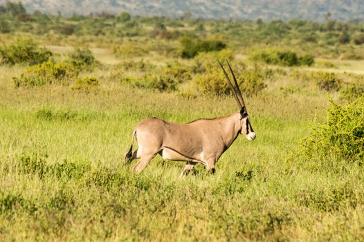 Beisa Oryx at Samburu National Reserve. A lone beisa oryx in the Savannah Grassland against a mountain background at Samburu National Reserve, Kenya nature