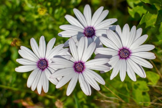 Closeup of Osteospermum White Cape daisy with purple center closeup