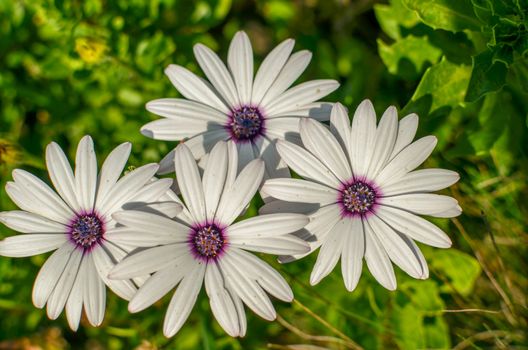 Closeup of Osteospermum White Cape daisy with purple center closeup