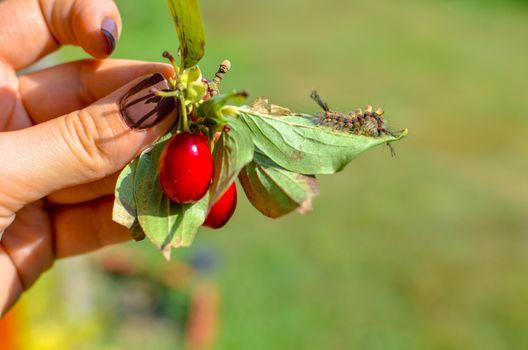 Caterpillar crawling on dogwood at human hand with red berries