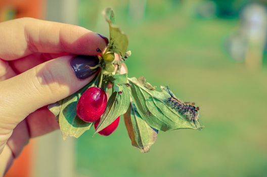 Caterpillar crawling on dogwood at human hand with red berries