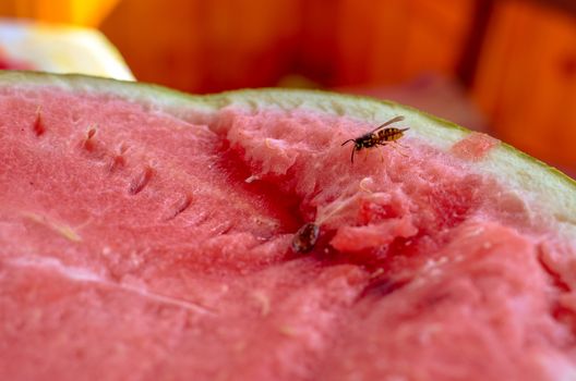 Wasp eats a red cutaway watermelon in nature