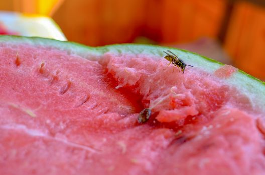 Wasp eats a red cutaway watermelon in nature