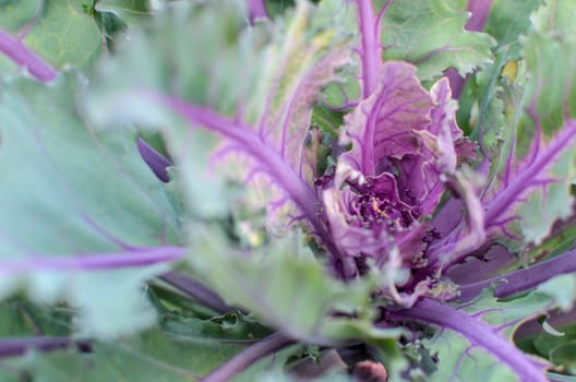 Green and Purple cabbage or violet headed cabbages vegetable plant growing in harvest field. Organic vegetable background in freshness atmosphere farm