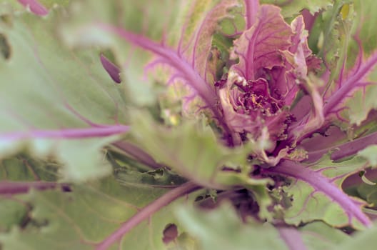 Green and Purple cabbage or violet headed cabbages vegetable plant growing in harvest field. Organic vegetable background in freshness atmosphere farm