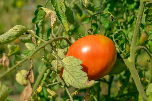 Closeup of one tomato on the vine outdoors at sunny day