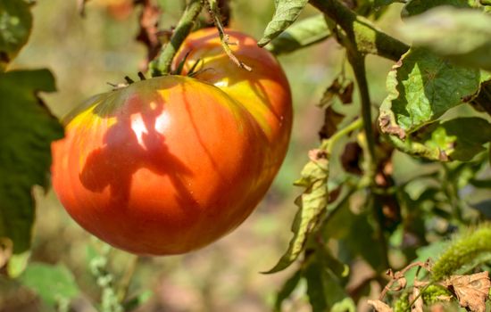 Closeup of one tomato on the vine outdoors at sunny day