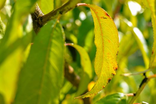 Peach tree with green and yellow leaves against the sun at autumn