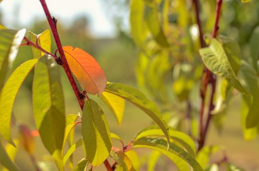 Peach tree with green and yellow leaves against the sun at autumn