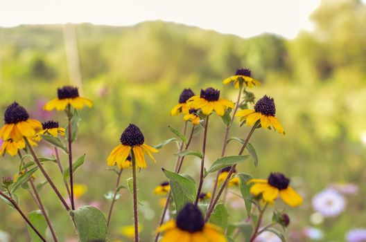 Rudbeckia Hirta L. Toto, Black-Eyed Susan flowers of the Asteraceae family background