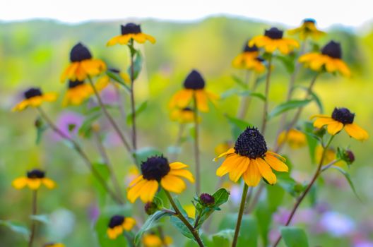 Rudbeckia Hirta L. Toto, Black-Eyed Susan flowers of the Asteraceae family background