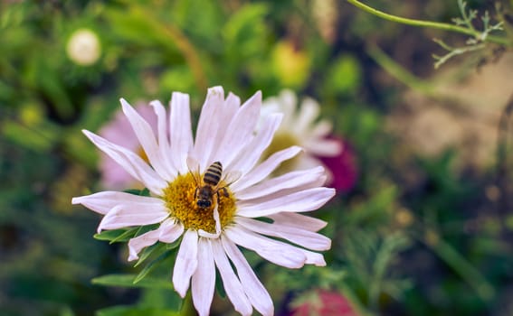 White aster flowers at flowerbed with insect at autumn