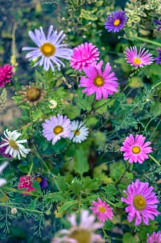 White and pink aster flowers at flowerbed at autumn