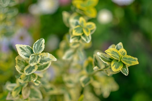 Branch of Euonymus fortunei spindle or Fortune's spindle, winter creeper or wintercreeper , variegated cultivar 'Emerald 'n' Gold' closeup in early spring