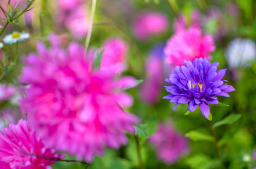 White and pink aster flowers at flowerbed at autumn