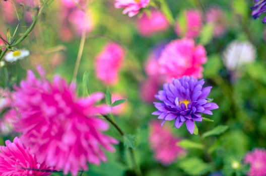 White and pink aster flowers at flowerbed at autumn