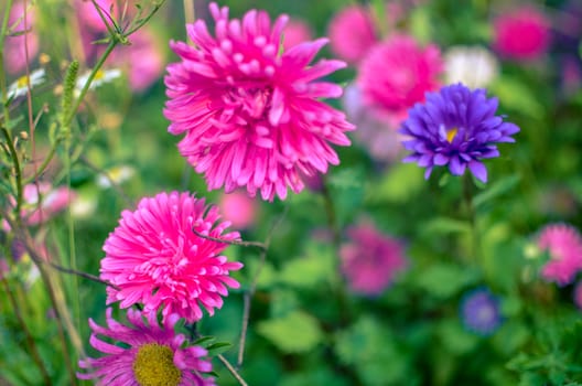 White and pink aster flowers at flowerbed at autumn