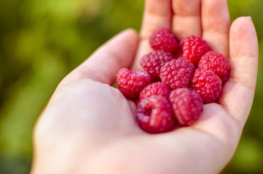 Woman hand with big red raspberries on background branches of raspberry in the garden