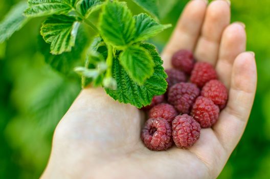 Woman hand with big red raspberries on background branches of raspberry in the garden