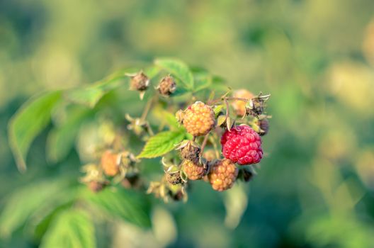 Raspberries growing organic berries closeup. Ripe Raspberry In The Fruit Garden. Raspberry bush. Branch of ripe raspberries in a garden