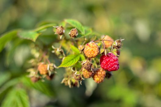 Raspberries growing organic berries closeup. Ripe Raspberry In The Fruit Garden. Raspberry bush. Branch of ripe raspberries in a garden