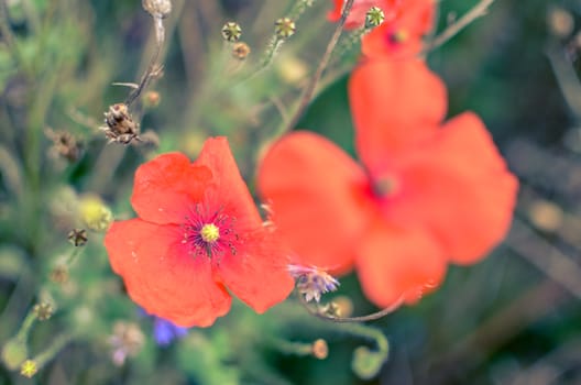 Closeup of two red poppy flowers at garden