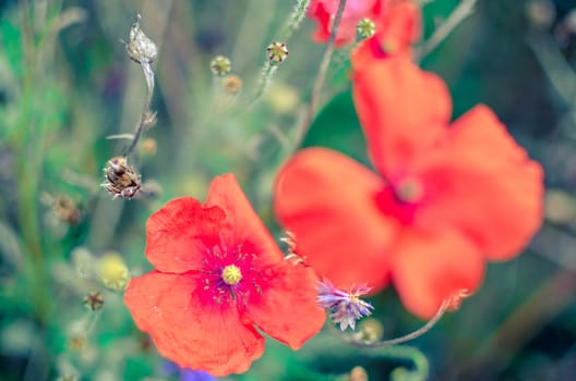 Closeup of two red poppy flowers at garden