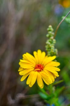 Yellow calendula flowers. Blooming marigold flowers. Orange calendula on a green grass. Garden with calendula. Garden flowers. Nature flowers in garden. Blooming calendula.