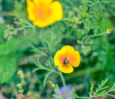 Orange eschscholzia on the green meadow closeup with blured background with a bee