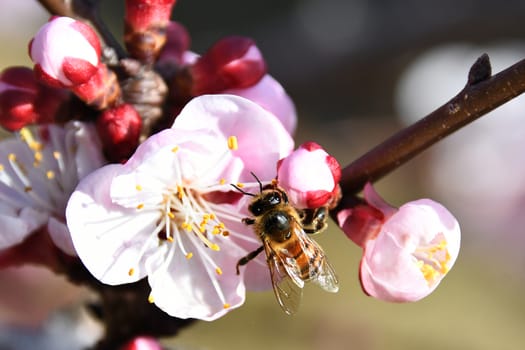 L'ape vola sul fiore di pesco alla ricerca del nettare
