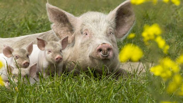 Happy pigs on a blossoming meadow in spring