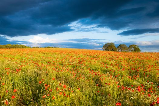 Amazing poppy flowers seen in a beautiful poppy field.