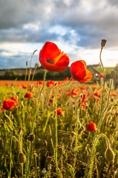 Amazing poppy flowers seen in a beautiful poppy field.