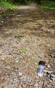 Single feather from a wood pigeon, dropped on a stony path through a wood - with copy space