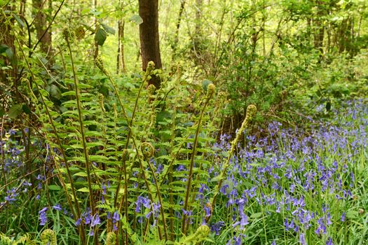 Lush green bracken grows in wood, above a sea of springtime bluebells in Kent, England