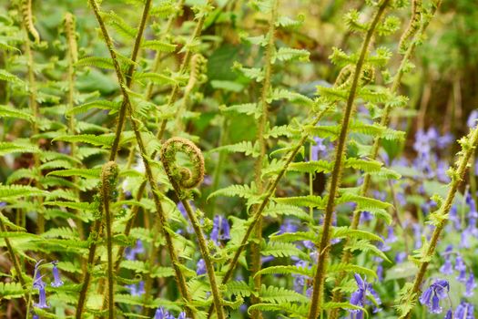 Fiddlehead uncurls at the top of a branch of lush green bracken, in selective focus against springtime bluebells
