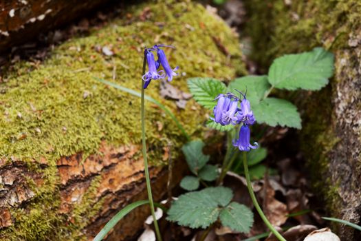 Two bluebell flowers grow in woodland, against a rotting log covered in green moss