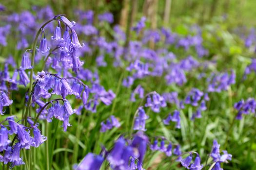 Bluebells in selective focus against a sea of blue woodland wild flowers in spring