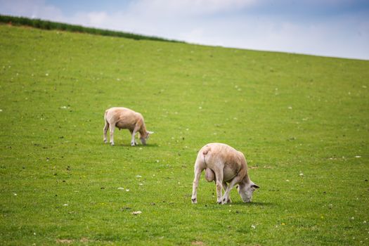 Two baby sheep with green grass and blue sky