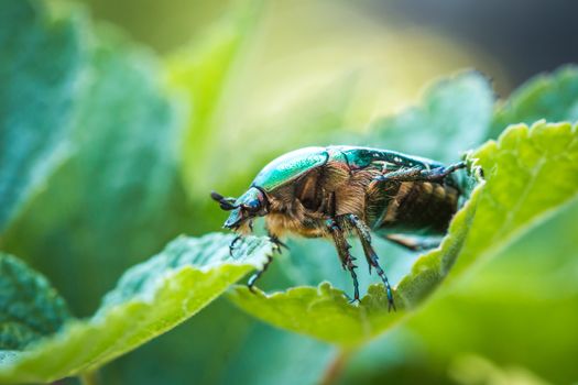 Cetonia aurata, called the rose chafer or the green rose chafer.