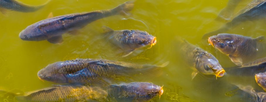 closeup of common carps swimming in the water, hungry fishes coming with their mouths above the water, popular fish specie from Europe