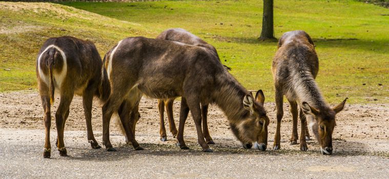 Herd of female waterbucks together, marsh antelope specie from Africa