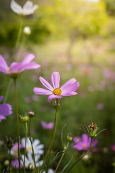 The background image of the colorful flowers, background nature