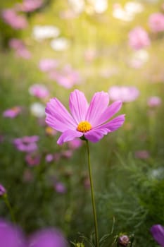 The background image of the colorful flowers, background nature