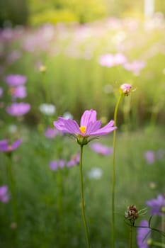 The background image of the colorful flowers, background nature