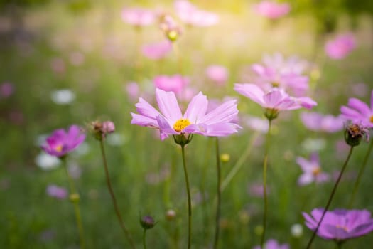 The background image of the colorful flowers, background nature