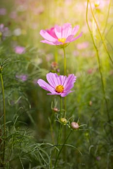 The background image of the colorful flowers, background nature