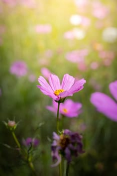 The background image of the colorful flowers, background nature
