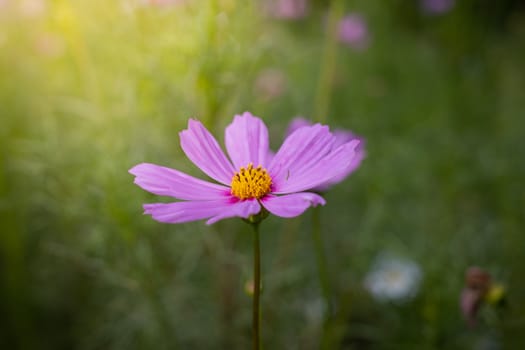 The background image of the colorful flowers, background nature